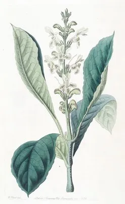 Dotted-flowered Justicia