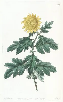 Double yellow Indian Chrysanthemum