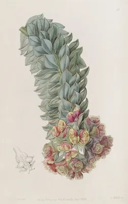 Double-glanded Euphorbia (Double-glanded Euphorbia)