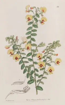 Double-rowed Bossiaea (Double-rowed Bossiaea)