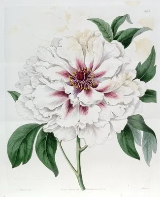 Double-white Tree Peony (Double-white Tree Peony)