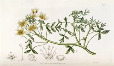 Douglas Limnanthes (Douglas Limnanthes)