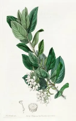 Downy Bearberry (Downy Bearberry)