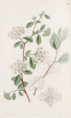 Downy Spiraea (Downy Spiraea)