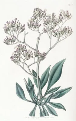 Downy-leaved Statice (Downy-leaved Statice)