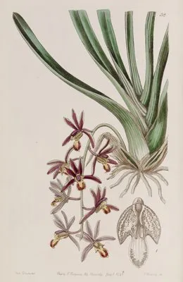Downy-lipped Cymbidium (Downy-lipped Cymbidium)