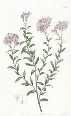 Dr. Gill’s Selago