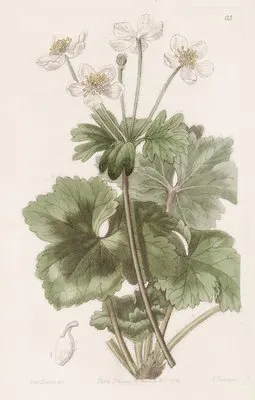 Dr. Govan’s Anemone