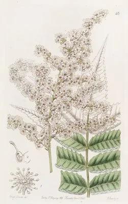 Dr. Lindley’s Spiraea