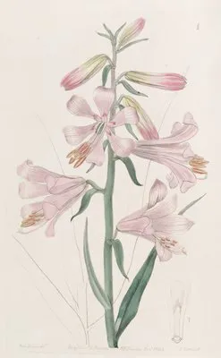 Dr. Thomson’s Lily