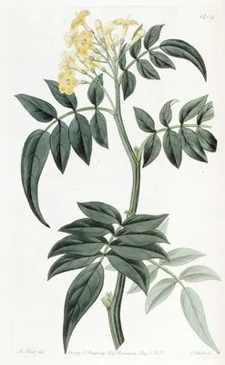 Dr. Wallich’s Nipal Jasmine