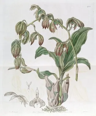 Drooping Fly-wort (Drooping Fly-wort)