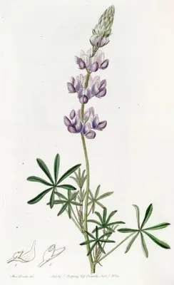 Dwarf Lupine (Dwarf Lupine)
