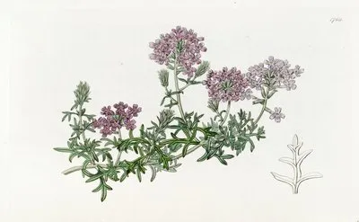Dwarf Purple Vervain (Dwarf Purple Vervain)