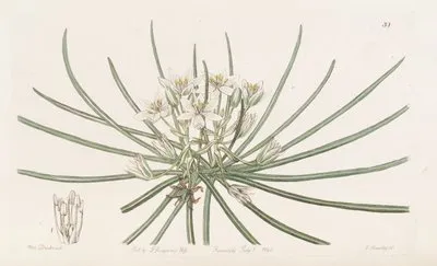 Dwarf Star of Bethlehem (Dwarf Star of Bethlehem)