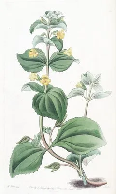 Dwarf Yellow Monkey-flower (Dwarf Yellow Monkey-flower)