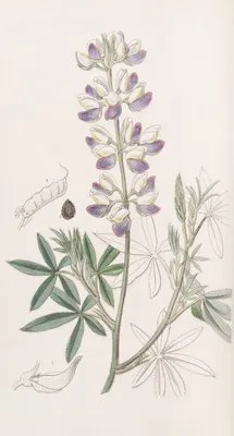 Ehrenberg’s Lupin