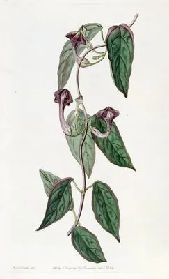 Elegant Ceropegia (Elegant Ceropegia)
