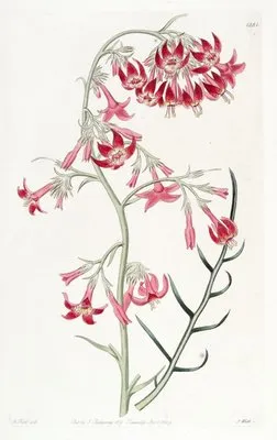 Elegant Ipomopsis (Elegant Ipomopsis)