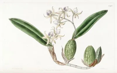 Emulous Epidendrum (Emulous Epidendrum)