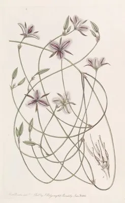 Entangled Thysanotus (Entangled Thysanotus)
