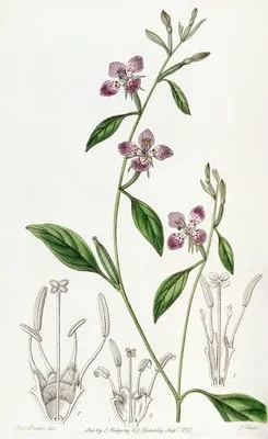 Entire-petalled Clarkia (Entire-petalled Clarkia)