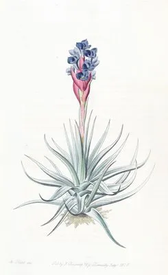 Erect Tillandsia (Erect Tillandsia)