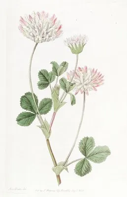 Farded Clover (Farded Clover)