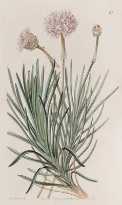 Fascicled Thrift (Fascicled Thrift)