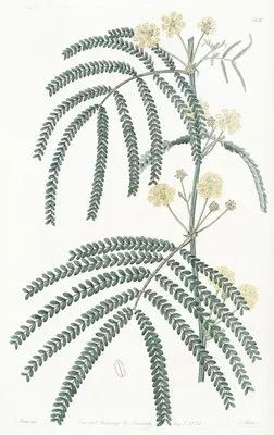 Fern-leaved Acacia (Fern-leaved Acacia)