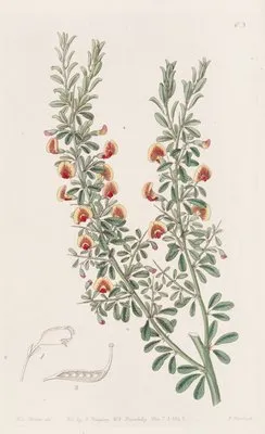 Few-leaved Bossiaea (Few-leaved Bossiaea)