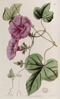 Fig-leaved Ipomaea (Fig-leaved Ipomaea)