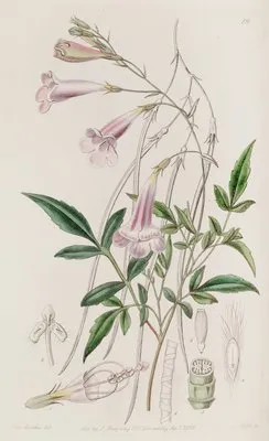Finely-cut Amphicome (Finely-cut Amphicome)
