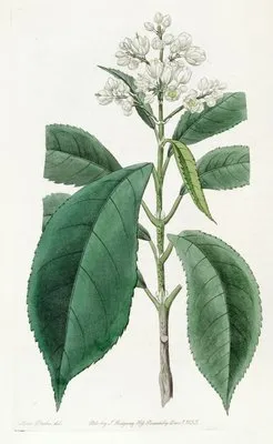 Fine-toothed Palebloom (Fine-toothed Palebloom)