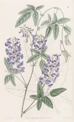 Finger-leaved Hardenbergia (Finger-leaved Hardenbergia)