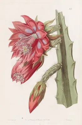 Garden Variety (Garden Variety)