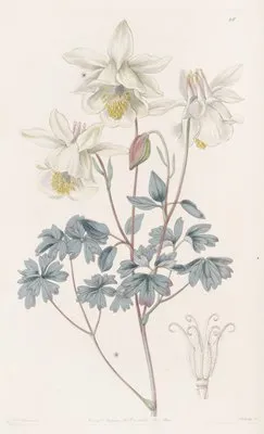 Glaucous Columbine