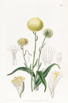 Glaucous Craspedia