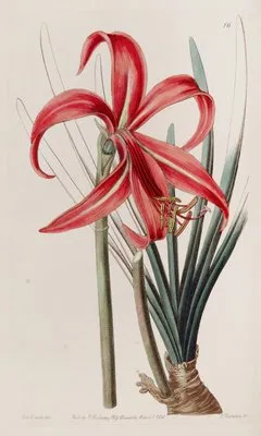Glaucous Jacobean Lily (Glaucous Jacobean Lily)