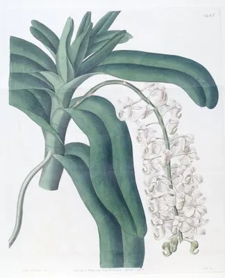 Horn-flowered Air-plant (Horn-flowered Air-plant)