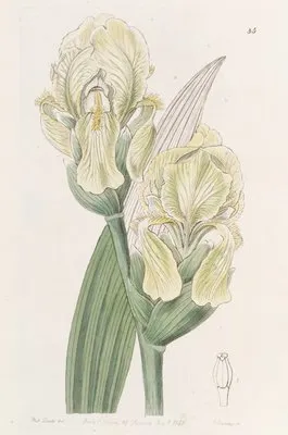 Imbricated Iris (Imbricated Iris)