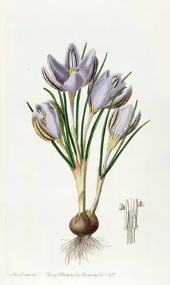 Imperato’s Crocus