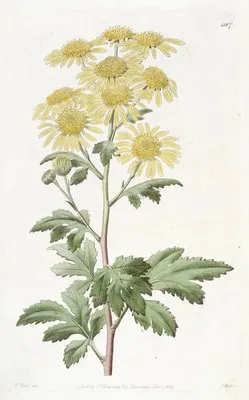 Indian Chrysanthemum (Indian Chrysanthemum)