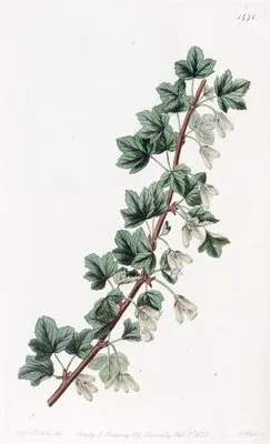 Intoxicating Red Currant (Intoxicating Red Currant)