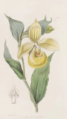 Irapean Lady’s Slipper or Pelican flower