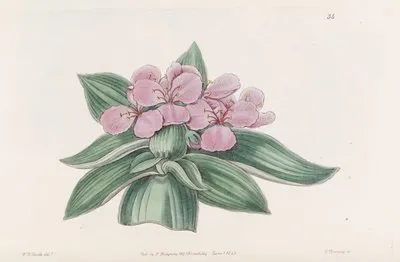 Iridescent tradescantia (Iridescent tradescantia)