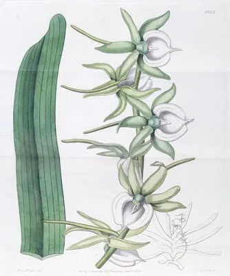 Ivory Angraecum (Ivory Angraecum)