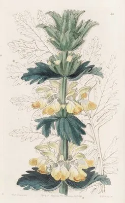 Jag-leaved Desert-rod (Jag-leaved Desert-rod)