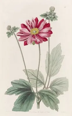 Japanese Anemone (Japanese Anemone)