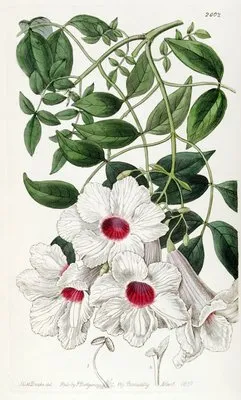 Jasmine-leaved Tecoma (Jasmine-leaved Tecoma)